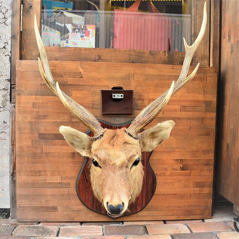 神戸元町にあるレザーバッグをオーダーできるハンドメイドのお店「創作鞄槌井」に仲間に加わった鹿の剥製